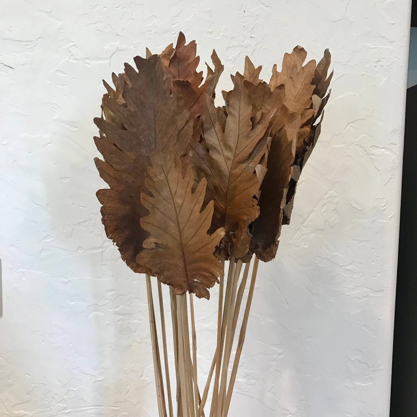 20 PC Dried Fern Leaves Bouquet